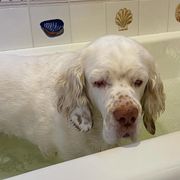 Clumber Spaniel Puppies from Lake Desire Clumber Spaniels