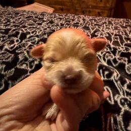 Baratheon - Fawn male Chihuahua puppy in Seneca, Missouri from Stephanie’s Puppy Colony