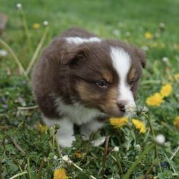 Boy 2 - male Australian Shepherd puppy in Holmesville, Ohio from Coffee Run Spring at Miller Farms