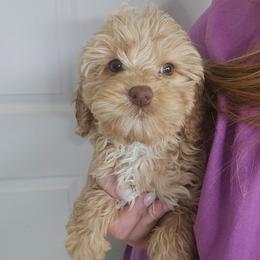 Minnie - Buff and white female Cockapoo puppy in Galena, Illinois from Perry's doodles