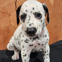 Boy 1 - Dalmatian puppy in Sturgis, South Dakota from Anthony's Dalmatians