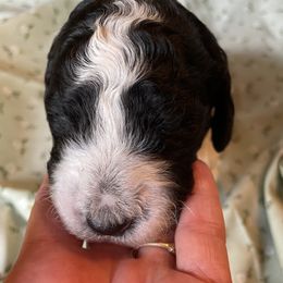 Poodle Puppies from Foxfire Hollow Standard Poodles