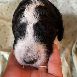 Poodle Puppies from Foxfire Hollow Standard Poodles