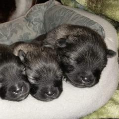 Keeshond Puppies from Anna Boehringer