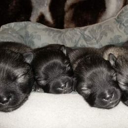 Keeshond Puppies from Anna Boehringer