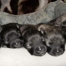 Keeshond Puppies from Anna Boehringer