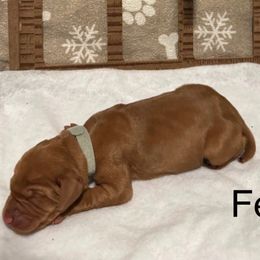 Girl 2 - Vizsla puppy in Taylors, South Carolina from Venturous Vizslas