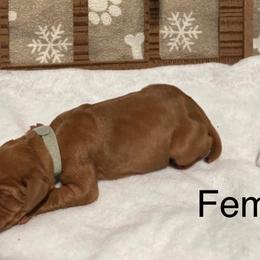 Girl 2 - Vizsla puppy in Taylors, South Carolina from Venturous Vizslas