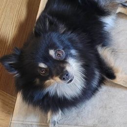 Uno - Pomeranian