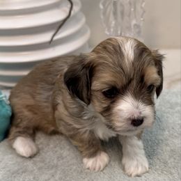Zane - Red sable male Havanese puppy in Semmes, Alabama from Hayden's Havanese