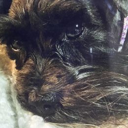 Chloe - Miniature Schnauzer