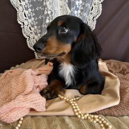 Dachshund Puppies from Snarky Doxy Miniature Dachshunds