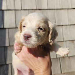 Big Bopper - Piebald male Dachshund puppy in Pocasset, Massachusetts from Dachs of the Bay