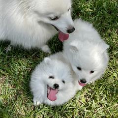 American Eskimo Dog Puppies from Soleil American Eskimos