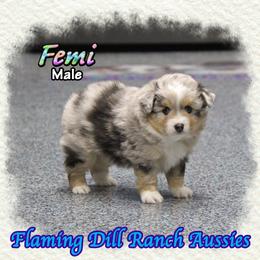 Femi - Blue merle male Toy Australian Shepherd puppy in Forestburg, Texas from Flaming Dill Ranch Aussies