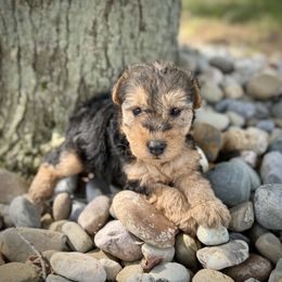 Black and Tan Female - Black and tan female Lakeland Terrier puppy in Marshallville, Ohio from Anne's Pups