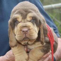 Bloodhound and Mastiff Puppies from Teoc Bloodhounds and Mastiffs