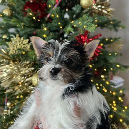 Emmy - Parti female Yorkshire Terrier puppy in Clarksburg, Indiana from Hidden Gems Parti Yorkies