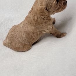 Goldendoodle Puppies from Lake Village Doodles