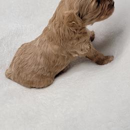 Goldendoodle Puppies from Lake Village Doodles