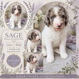 Sage - Parti male Goldendoodle puppy in Macclenny, Florida from Baker County Goldendoodles