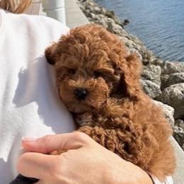 Cockapoos from Cockapoo Companions