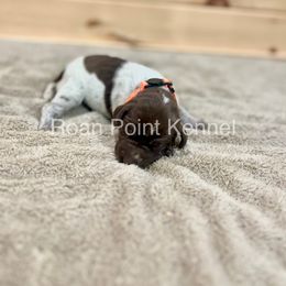 Girl 5 - German Shorthaired Pointer puppy in Payneville, Kentucky from Roan Point Kennel
