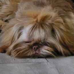 Duke - Liver male Shih Tzu puppy in Claxton, Georgia from Small Pawz Kennel