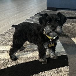 Bella - Miniature Schnauzer
