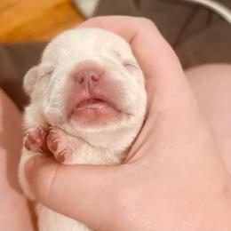 Bacon - Cream female French Bulldog puppy in Opelika, Alabama from Fancy Face Frenchies
