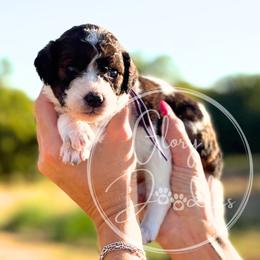 Jesse - Purple - Brown and white female Bernedoodle puppy in Rockwall, Texas from Glory Doodles