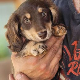 Shorti - Chocolate and cream Dachshund puppy in Ethel, Washington from Mickey's Miracle Doxies