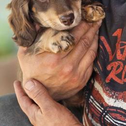 Shorti - Chocolate and cream Dachshund puppy in Ethel, Washington from Mickey's Miracle Doxies