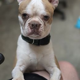 Finn - Boston Terrier