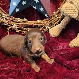 Choc and tan girl 2 - Dapple female Dachshund puppy in West Plains, Missouri from Spring Creek Dachshunds