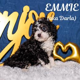 Darla - Tri-color female Bernedoodle puppy in Gilbert, Arizona from Safe Havynn Doodles