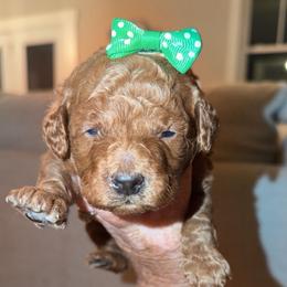 Bonnie - Red  female Goldendoodle puppy in Springfield, Tennessee from BK3 Miniature Goldendoodles