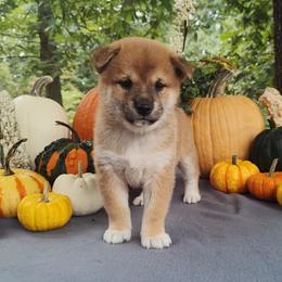 Caden - Red male Shiba Inu puppy in Clayton, Illinois from Adorable-Puppies