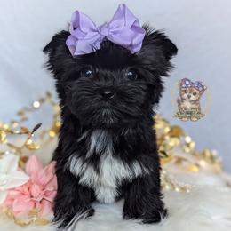 Korean Dollface Buttercup - Black female Morkie puppy in Barren Springs, Virginia from Seeking Shalom Acres Maltese, Maltipoos & Havamalts