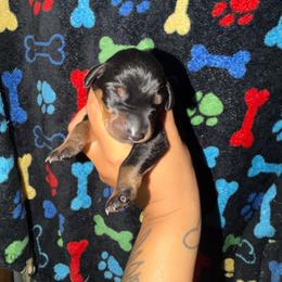 Burgundy collar - Black and rust female Doberman Pinscher puppy in Canton, Ohio from Aaliyah’s Dobies
