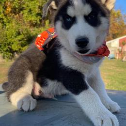 Siberian Husky Puppies from Siberian Huskies-Beckham the Great