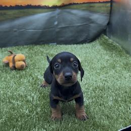 Black and Tan Smooth - Black and tan male Dachshund puppy in Killeen, Texas from Southern Dachshunds