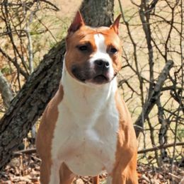 Sativa - American Staffordshire Terrier