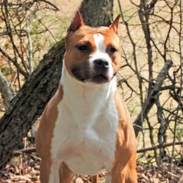 Sativa - American Staffordshire Terrier