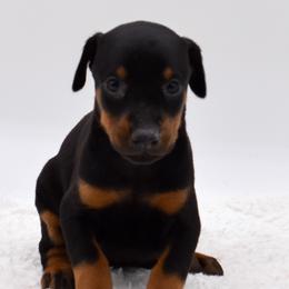 No collar female - Black and rust female Doberman Pinscher puppy in Lafayette, Louisiana from Indah Lux Dobermans