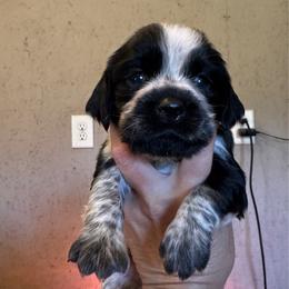 Purple Collar Girl - Black and white female English Springer Spaniel puppy in Collins, Georgia from English Springer Spaniels at Lands Lodge