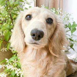 Bailey - Dachshund