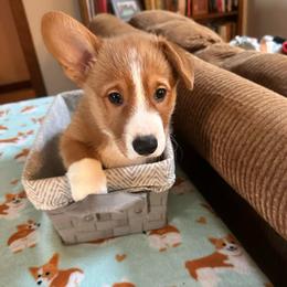 Girl 1 - White and red female Pembroke Welsh Corgi puppy in Montgomery County, Tennessee from Anita’s little Corgi Haven