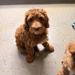 Benny - Caramel male Labradoodle puppy in Bakersfield, California from Shelly Lynn
