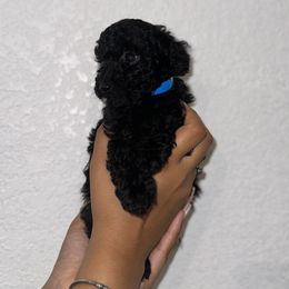 Poodle and Yorkshire Terrier Puppies from Cotton Furbabies